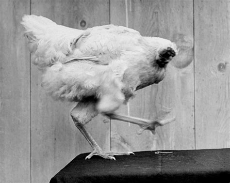 chicken with its head chopped off gif|mike the headless chicken footage.